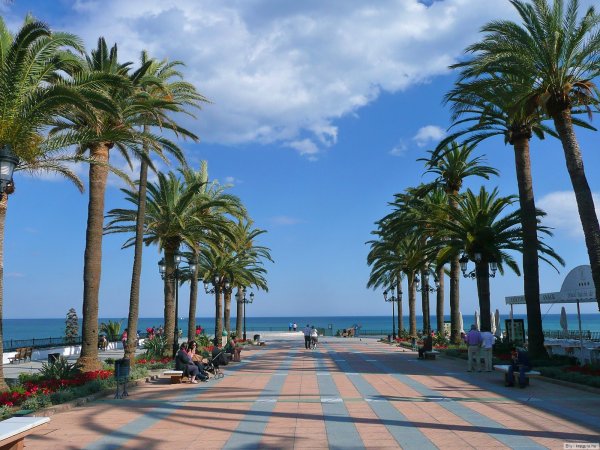 Сочи пальмы Адлер