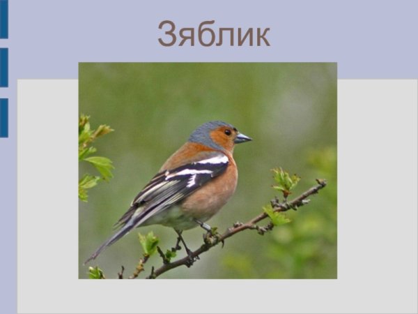 Зяблик с надписью