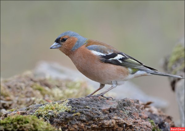 Зяблики и чибисы,