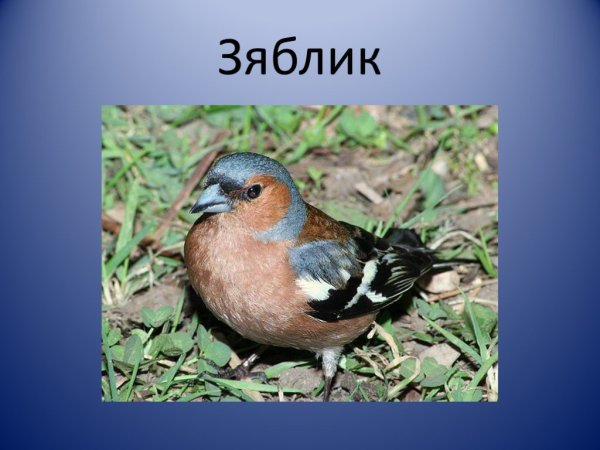 Зяблик презентация