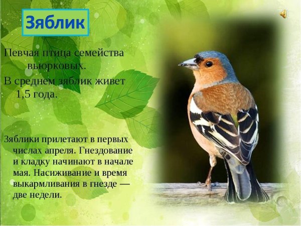 Зяблик Перелетная