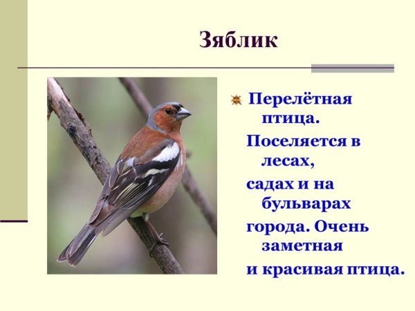 Зяблик Перелетная птица или нет