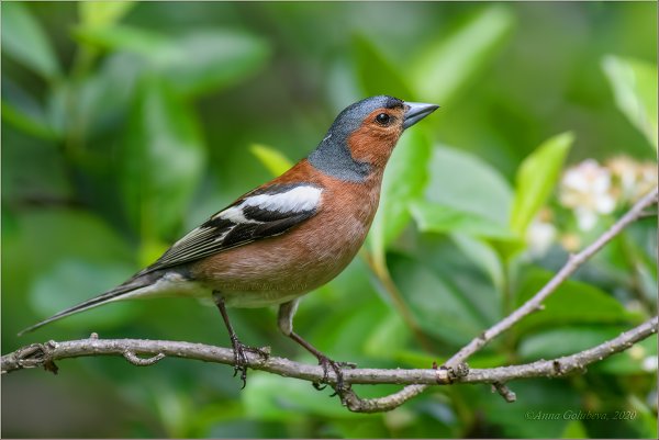 Голдианский Зяблик