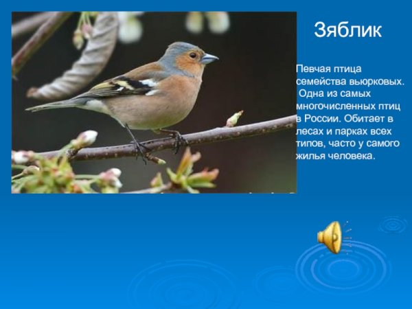 Птицы Ленинградской области