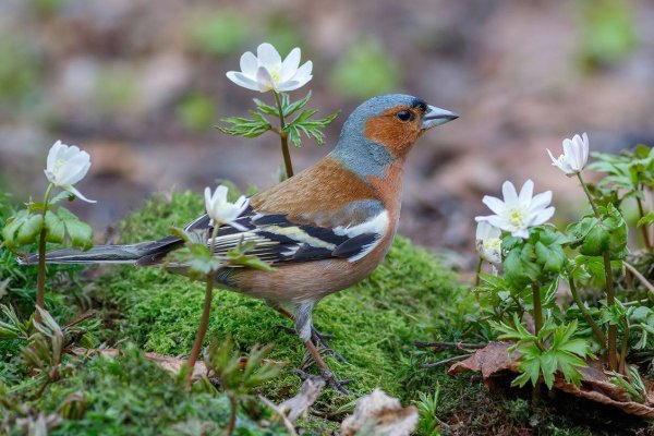 Зяблик Лесной