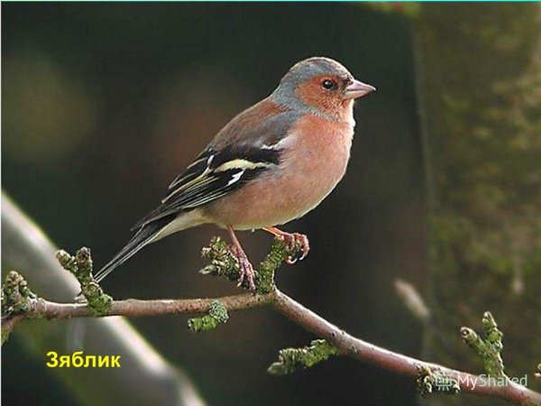 Гульдианскй Зяблик