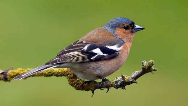 Зяблик Перелетная птица
