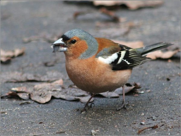 Птицы в окружающем мире