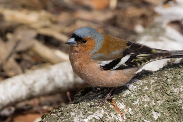 Зяблик Геншин