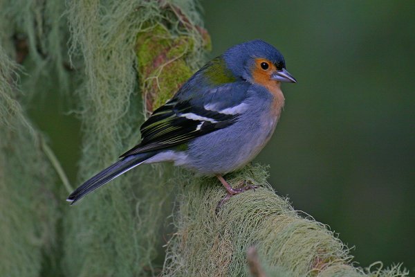 Зяблик Мадейра