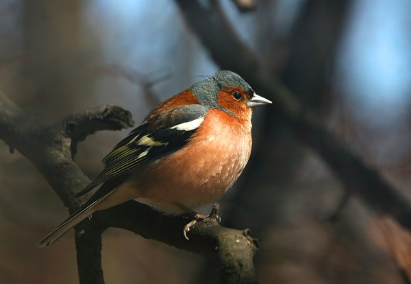 Зяблик в Лосином острове