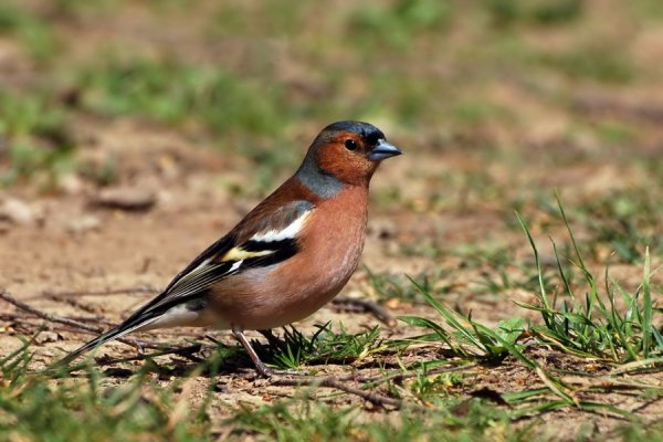 Зябля Перелетная птица