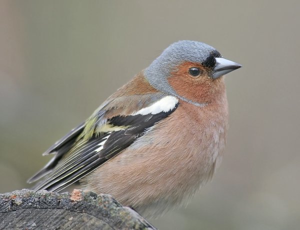 Вьюрковые Зяблик