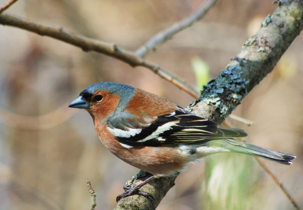 Певчие птицы Зяблик