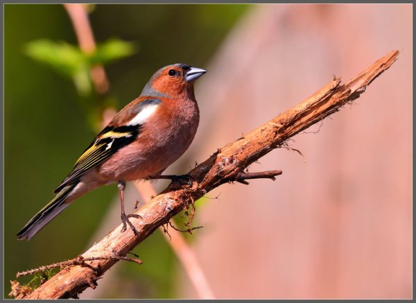 Обыкновенный Зяблик