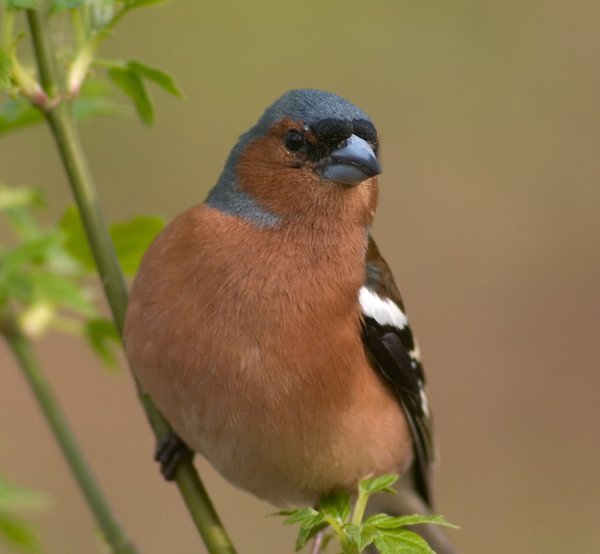 Зяблик Геншин