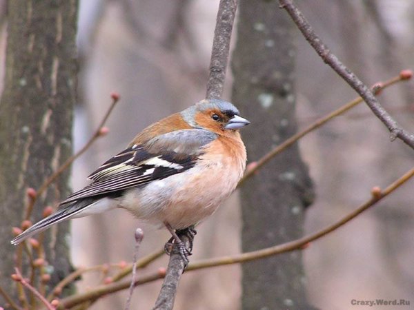 Рассказ про зяблика