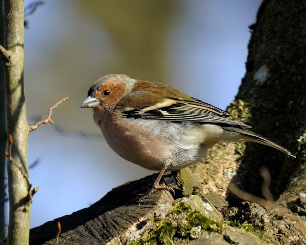 Африканский Зяблик