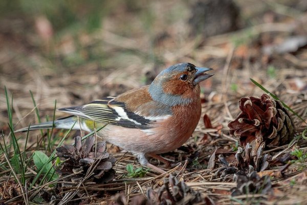 Альпийский горный Зяблик