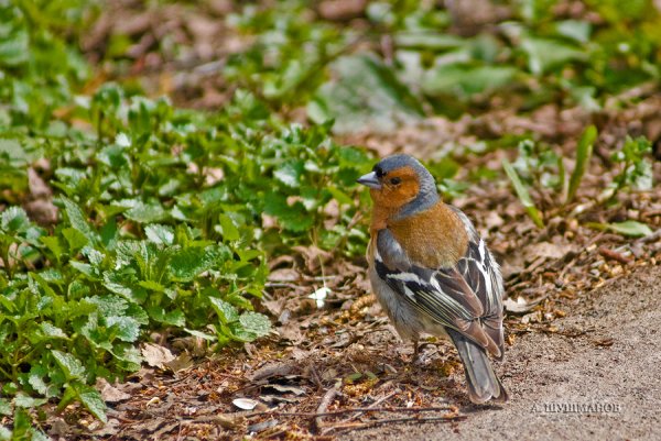 Зяблик прикол