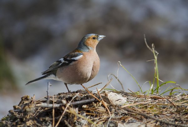 Сибирский Зяблик