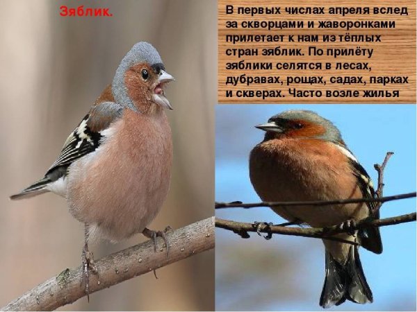 Зяблик Перелетная птица