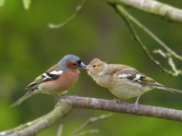 Самка зяблика слеток