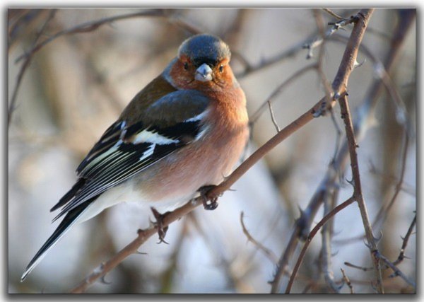 Голоса птиц Зяблик