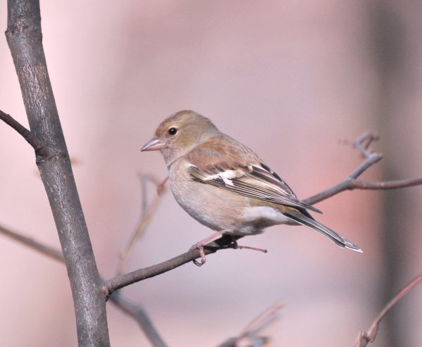 Зяблик поет