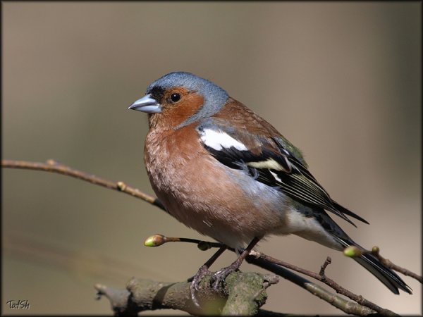 Зяблик Перелетная птица