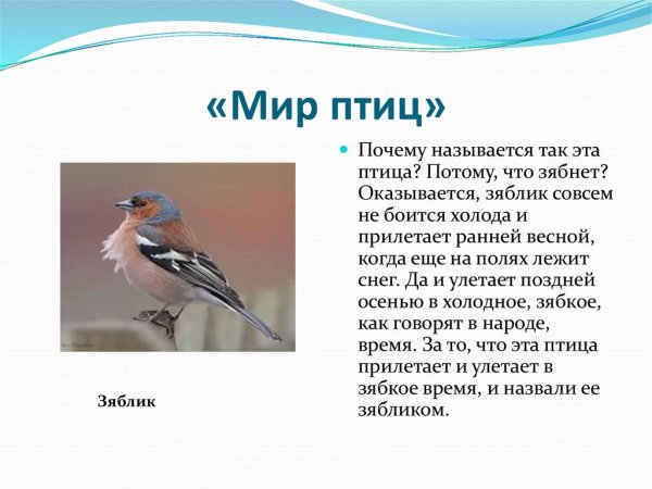 Зяблик птица описание