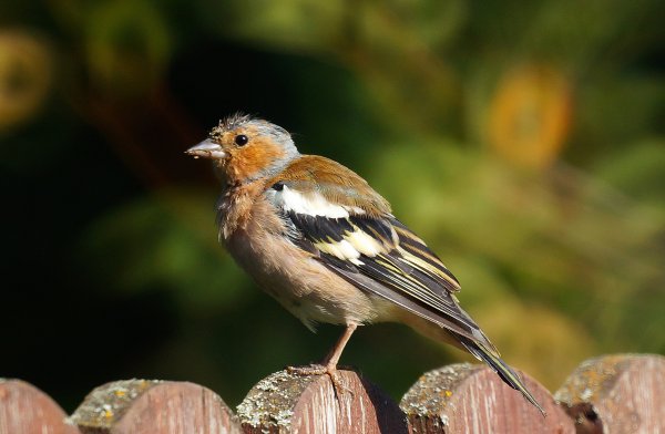 Зяблик Крымский