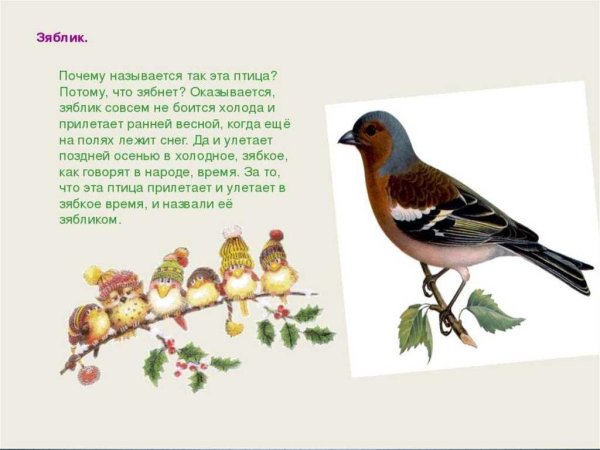 Зяблик почему так называется птица