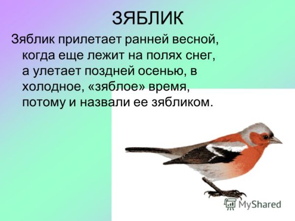 Рассказ про зяблика