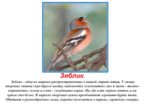 Зяблик презентация