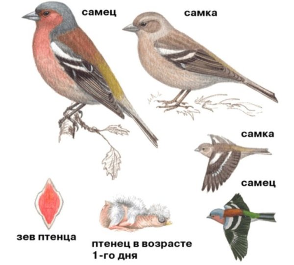 Зяблик самец и самка отличия