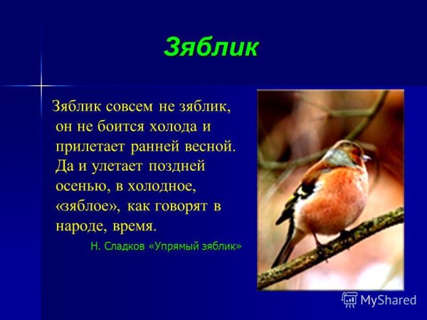 Зяблик птица описание