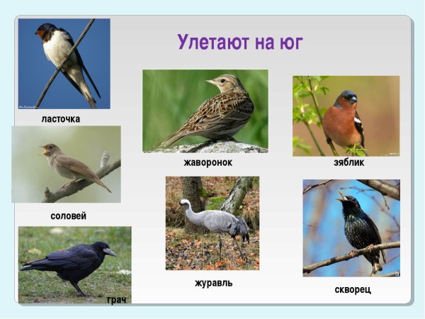 Какие птицы улетают на БГ