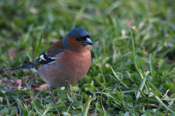 Зяблик (fringílla COÉLEBS)