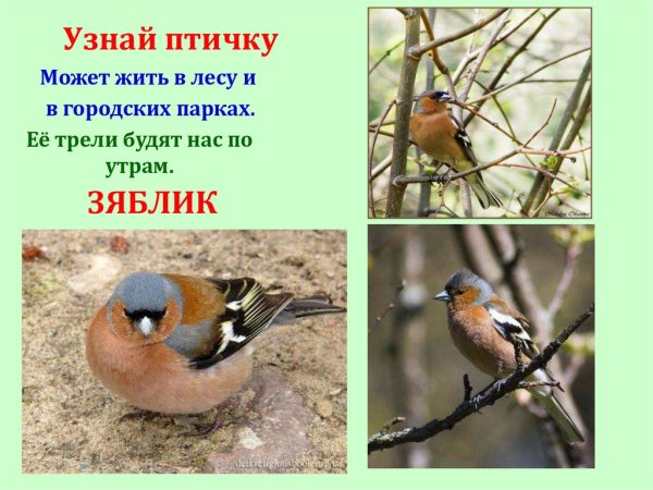 Загадка про зяблика