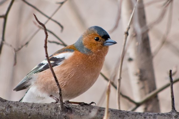 Зяблик в Сибири