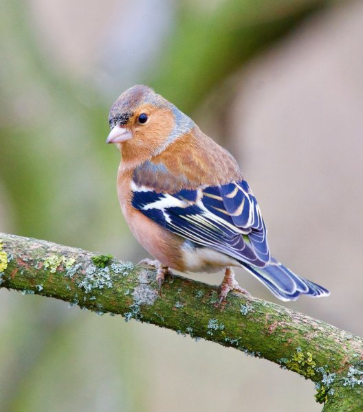 Фрингилла Зяблик