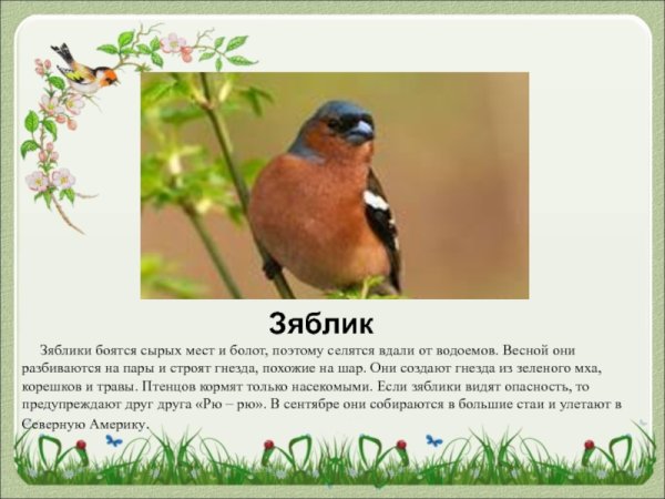 Зяблик стих