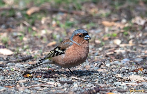 Зяблик самка