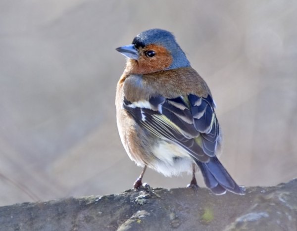 Синий Зяблик Линг