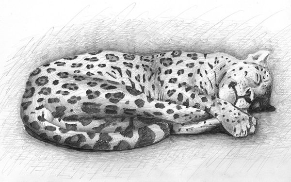Леопард рисунок карандашом для срисовки