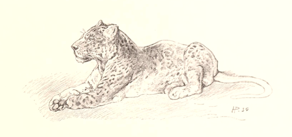 Барс карандашом