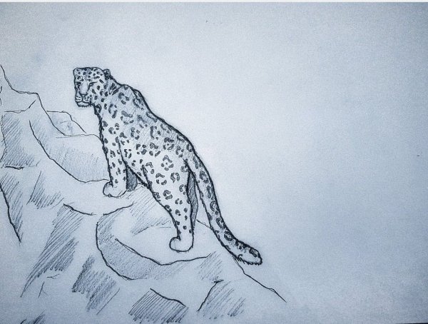 Снежный Барс Ирбис рисунок карандашом