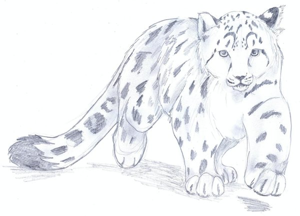 Снежный Барс рисунок карандашом