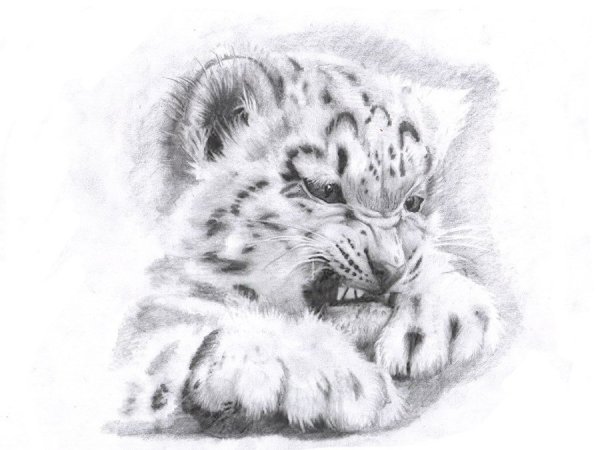 Рисунки зверей карандашом